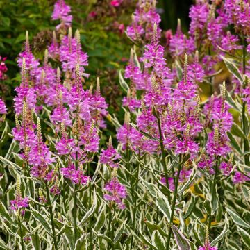 Physostegia virginiana Variegata - Gelenkblume