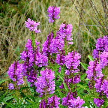 Physostegia virginiana Vivid - Gelenkblume