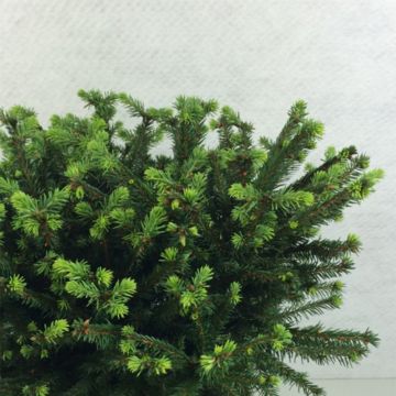 Picea abies Maxwellii