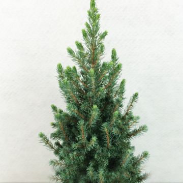 Picea glauca Conica Blue