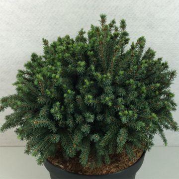 Picea glauca Echiniformis Echt