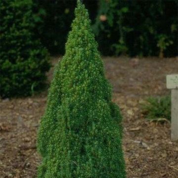 Picea glauca Laurin