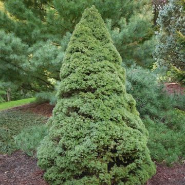 Epinette blanche - Picea glauca Rainbow's End         