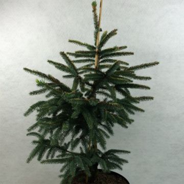 Picea mariana Aurea