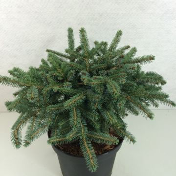 Picea mariana Machala