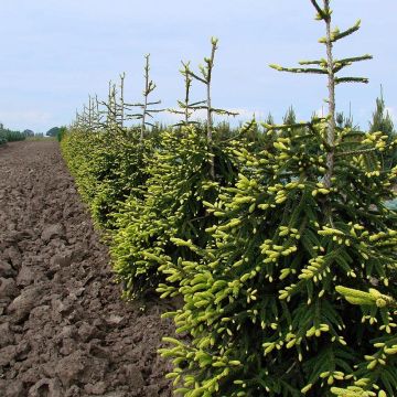 Picea orientalis Aureospicata - Sapinette d'Orient