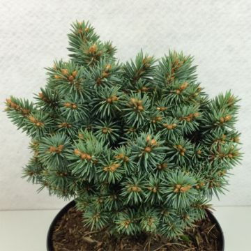 Picea pungens Brynek