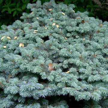 Epicea bleu - Picea pungens Glauca Globosa 