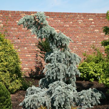 Picea pungens Glauca Pendula