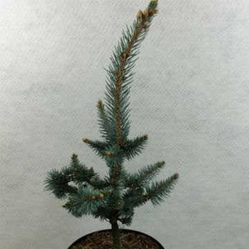 Picea pungens Iseli Foxtail