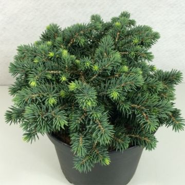 Epicea bleu - Picea pungens Kuba                              