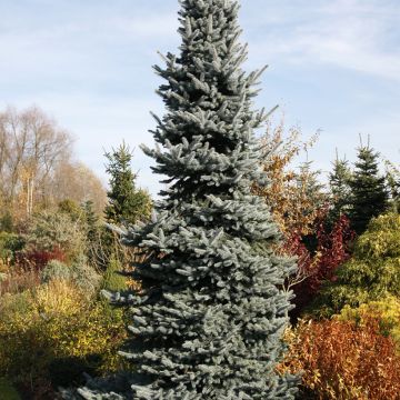 Picea pungens Oldenburg