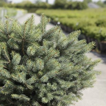 Picea sitchensis Nana