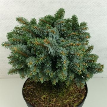 Epicea de Sitka - Picea sitchensis Rom                             