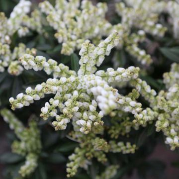 Schattenglöckchen Debutante - Pieris japonica