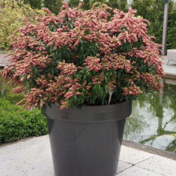 Schattenglöckchen Passion - Pieris japonica