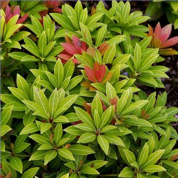 Schattenglöckchen Sarabande - Pieris japonica