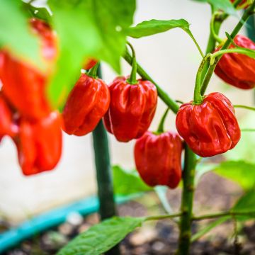 Piment Habanero - Piment antillais