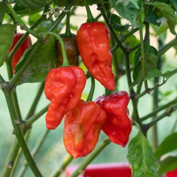 Piment Naga Jolokia - Capsicum annuum