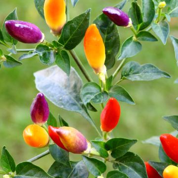 Piment Numex Twilight - Capsicum annuum