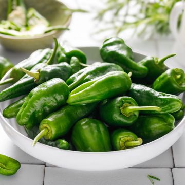 Piment Padron - Capsicum annuum