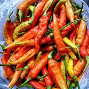 Piment Tabasco - Capsicum annuum