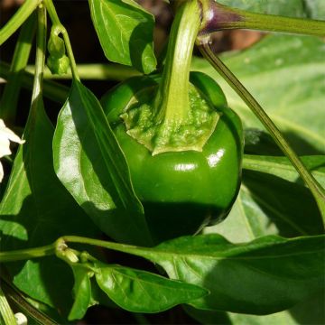 Spanisch Chili-Pfeffer Doux d'Espagne