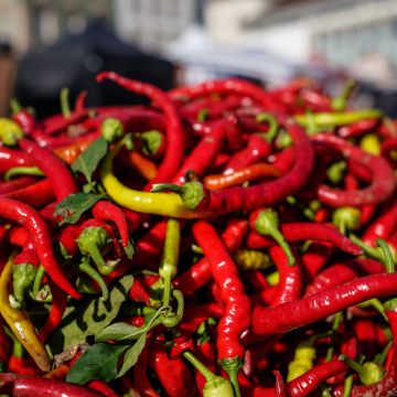 Piment doux très long des Landes - Poivron - Vilmorin