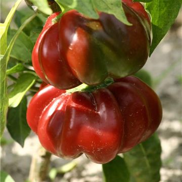 Chili Tomate Bio - Ferme de Sainte Marthe