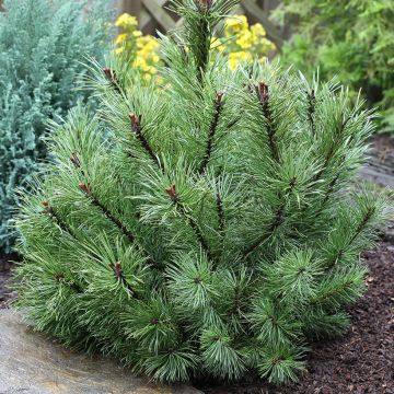 Pinus uncinata - Spirke