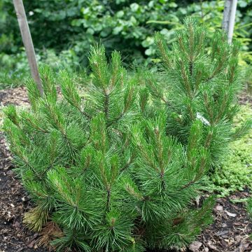 Pinus heldreichii Compact Gem - Schlangenhaut-Kiefer