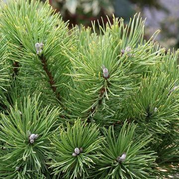 Pinus mugo Allgäu - Bergkiefer