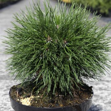 Pinus mugo Varella - Bergkiefer