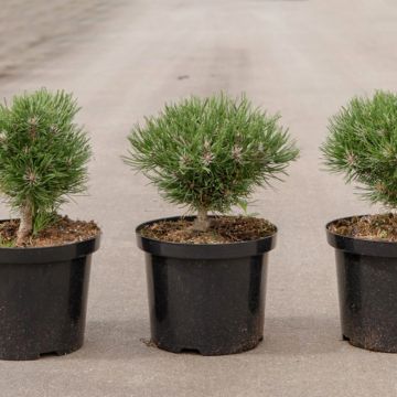 Pinus mugo Heideperle - Bergkiefer