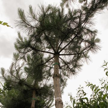 Pinus nigra nigra - Schwarzkiefer