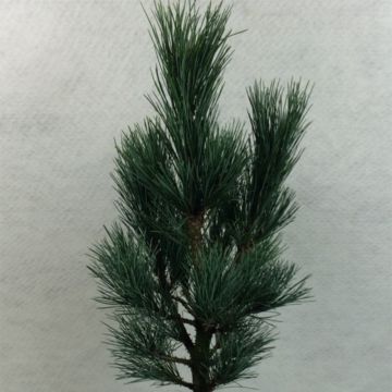 Pinus cembra Compacta Glauca - Zirbel-Kiefer