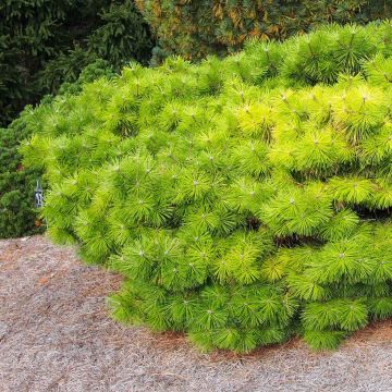 Pinus densiflora Jane Kluis - Pin rouge du Japon