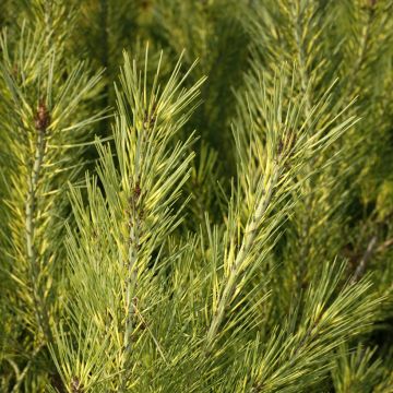 Pin rouge du Japon - Pinus densiflora Oculus-draconis