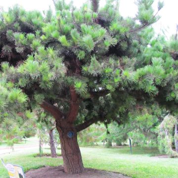 Pinus insignis - Monterey-Kiefer