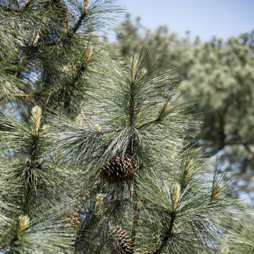 Pinus jeffreyi - Jeffrey-Kiefer