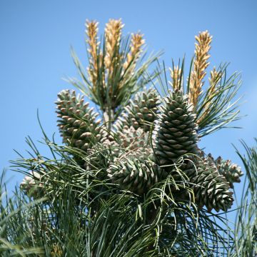 Pinus koraiensis Silveray - Korea-Kiefer