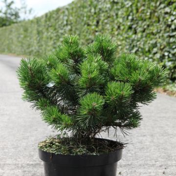 Pinus mugo Gnom - Bergkiefer