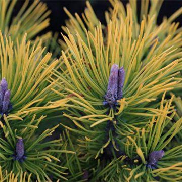 Pinus mugo Golden Glow - Bergkiefer