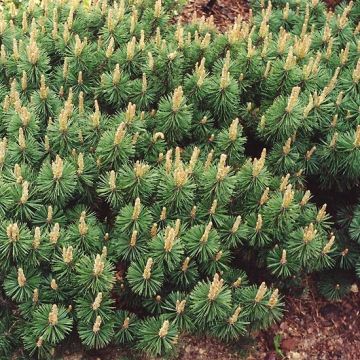 Pinus mugo Humpy - Bergkiefer