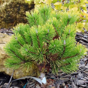 Pinus mugo Winter Gold - Pin de montagne nain doré