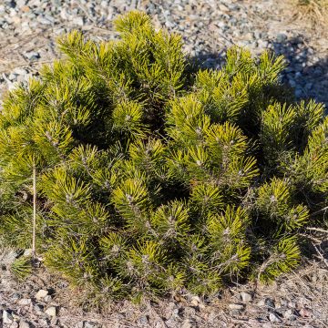 Pinus mugo var.pumilio - Niedrige Krüppelkiefer