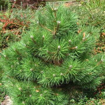 Pinus nigra Nana - Schwarzkiefer