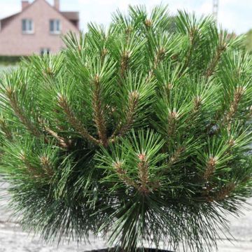 Pinus nigra Brégeon - Schwarzkiefer