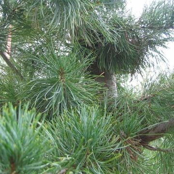 Pinus parviflora Glauca - Pin blanc du Japon