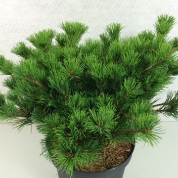 Pinus parviflora Kokuho - Mädchen-Kiefer